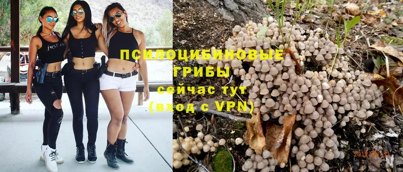 Псилоцибиновые грибы Psilocybe  Данков 